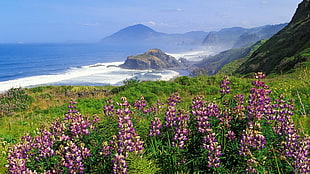 landscape photography of purple petaled flower on grass field beside body of water near rocky mountain under blue sky