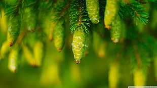 green pine cone, plants, macro