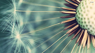 closeup photography of dandelion seeds, flowers, dandelion, macro, plants HD wallpaper