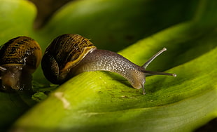 brown garden snails on green leaf