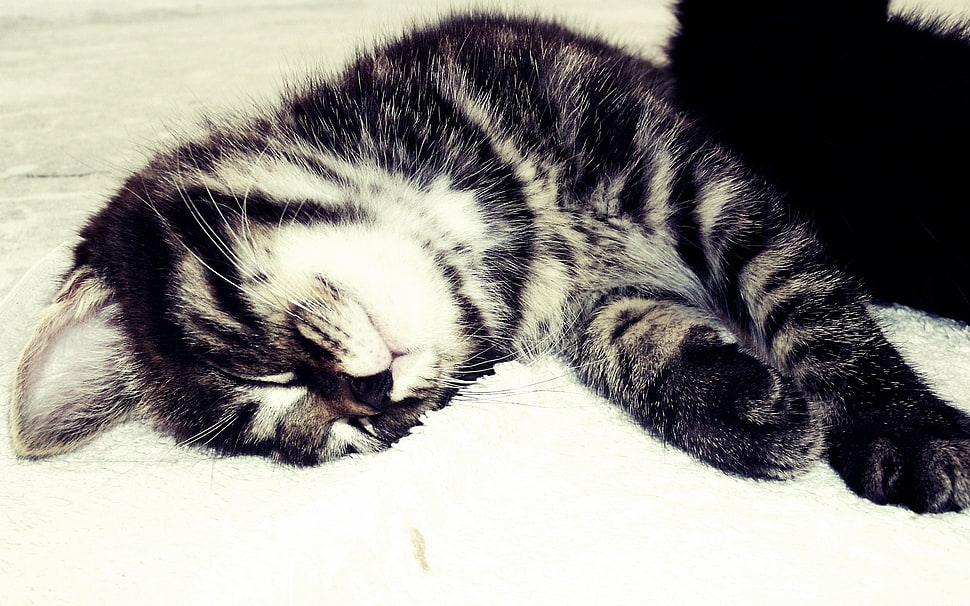 silver Tabby cat lying on white surface HD wallpaper
