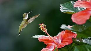 brown hummingbird, hummingbirds, flowers