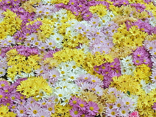 yellow, pink, and white Oxeye Daisy flowers in closeup photo