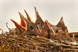 photo of brown chicks on brown nest