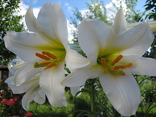 white Lily flowers in closeup photography