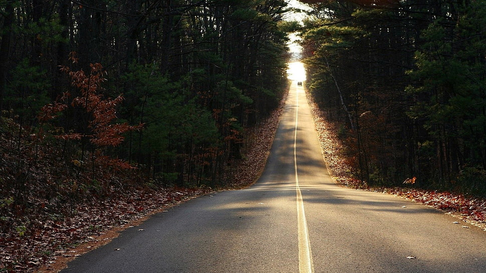 pavement road between trees, road HD wallpaper