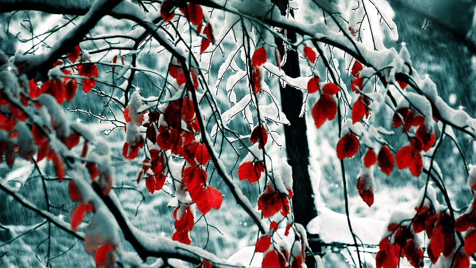red petaled tree photo, trees, snow, leaves HD wallpaper