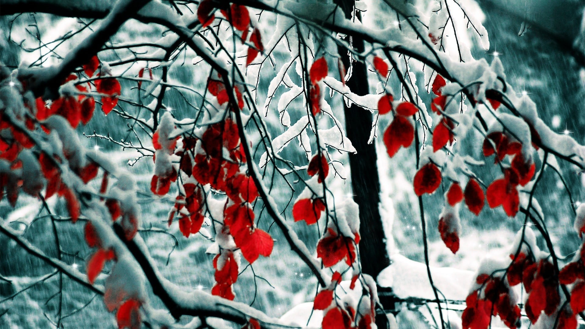 red petaled tree photo, trees, snow, leaves
