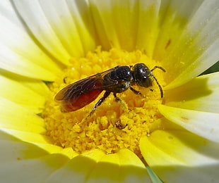 close up photo of black wasp on Daisy flower, halictidae