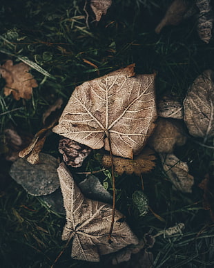 dried brown leaf, Leaf, Frost, Frosty