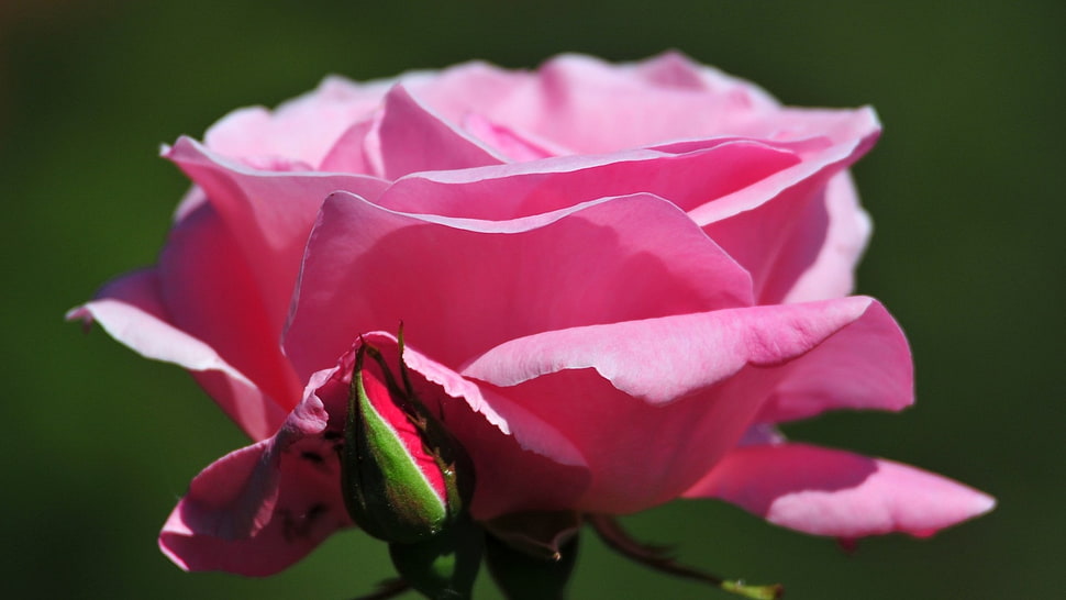 pink Rose flower closed up photography HD wallpaper