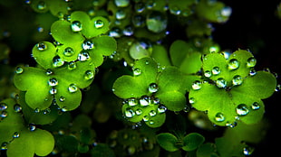 clover plants, clovers, water drops, leaves, plants