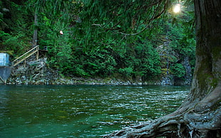 body of the water surrounded by trees