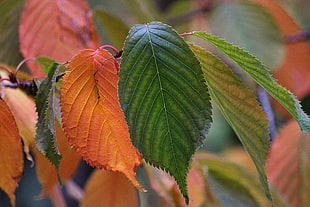 green and orange leaves in closeup photo