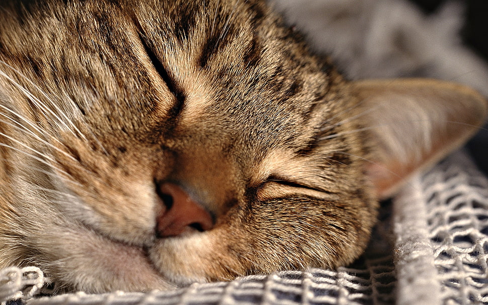 gray cat HD wallpaper