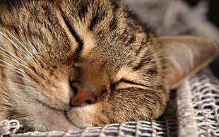 gray cat