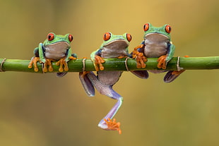 three green frog on bamboo branch in tilt shift photography