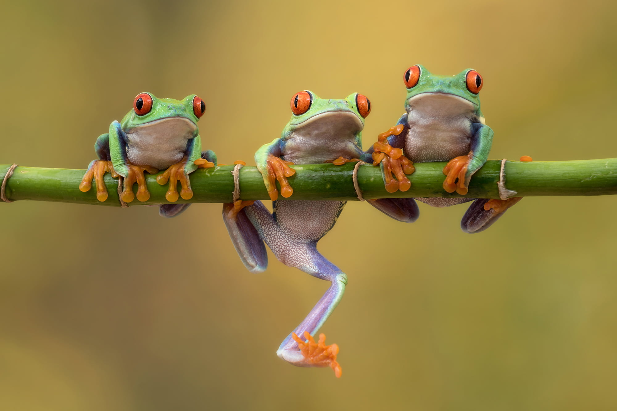 Three green frog on bamboo branch in tilt shift photography HD ...
