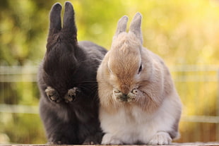 two black and brown bunnies near grass field