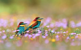 two teal-brown-and-yellow birds, bee-eaters, birds, flowers, depth of field