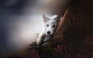 short-coated white and gray dog, dog, animals, blurred, looking at viewer HD wallpaper