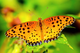 close up focus photo of an Orange Lacewing Butterfly on green leaf HD wallpaper