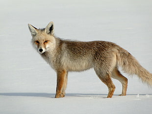 brown and gray wolf, fox