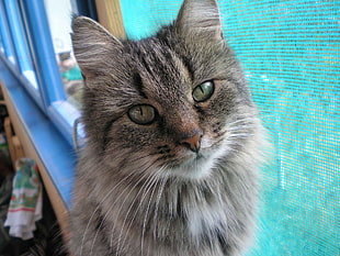gray fur cat near window
