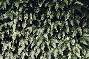green leaves plant HD wallpaper