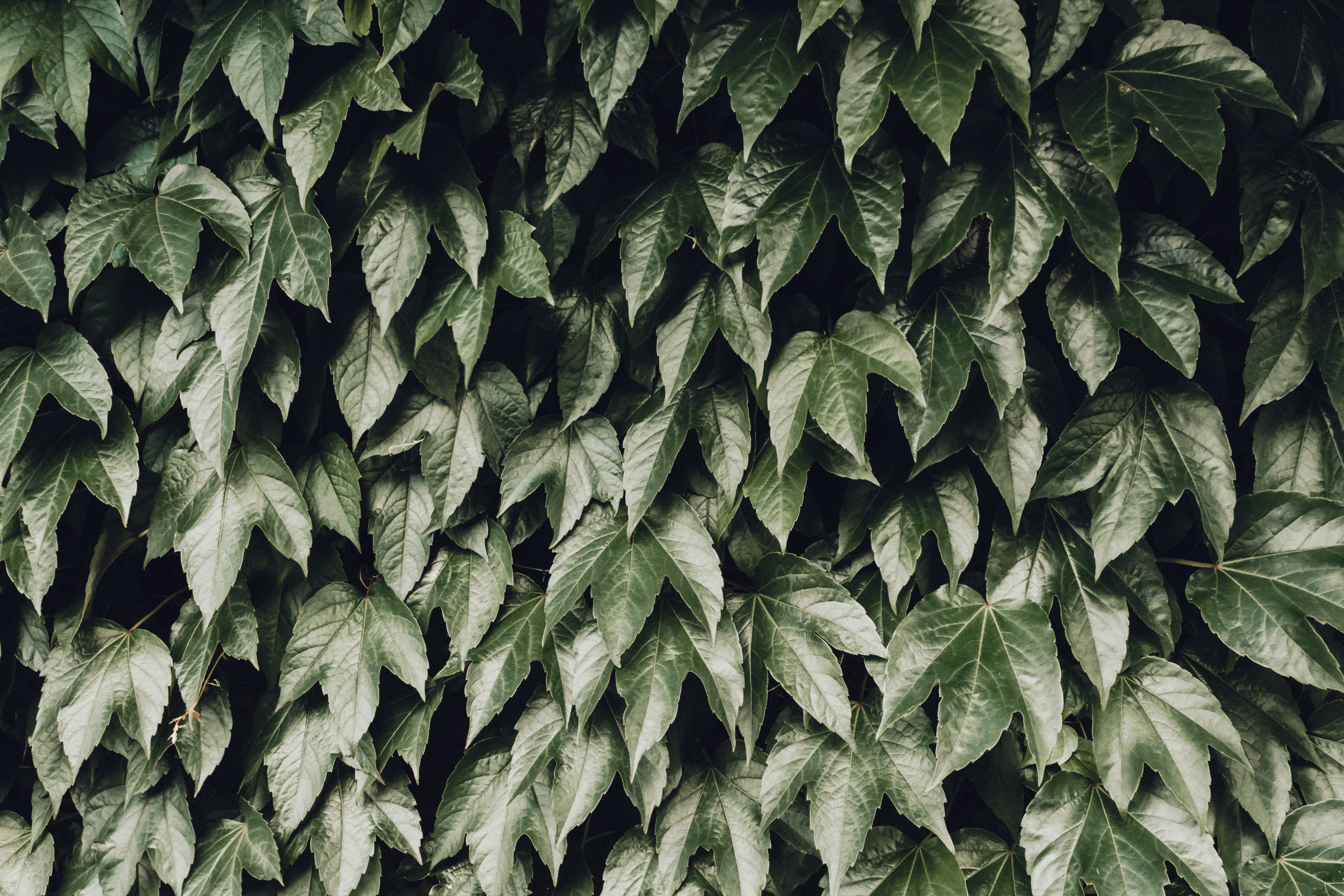 Green leaves plant HD wallpaper | Wallpaper Flare