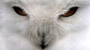 white barn owl, animals, birds, owl