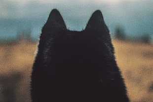 Dog,  Ears,  Fur HD wallpaper