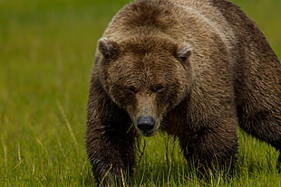 grizzly bear on green grass field HD wallpaper