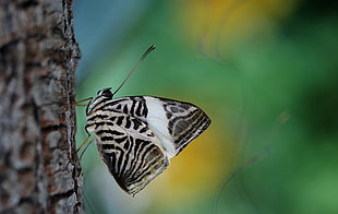 selective focus photography of black and gray butterfly