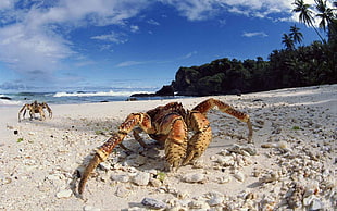 orange crab, sea, crabs, sand, crustaceans
