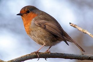 gray and orange bird, robin