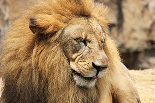 brown lion, Lion, Predator, Muzzle