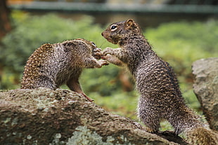 two squirrel playing HD wallpaper