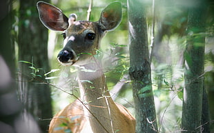 selective focus photography of brown deer near trees during daytime