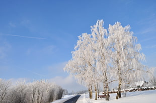 beige leafed tree, nature, snow, winter, road HD wallpaper