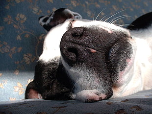 Dogs,  Face,  Nose,  Sleep HD wallpaper