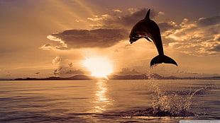 dolphin and body of water, dolphin, animals, nature, sea