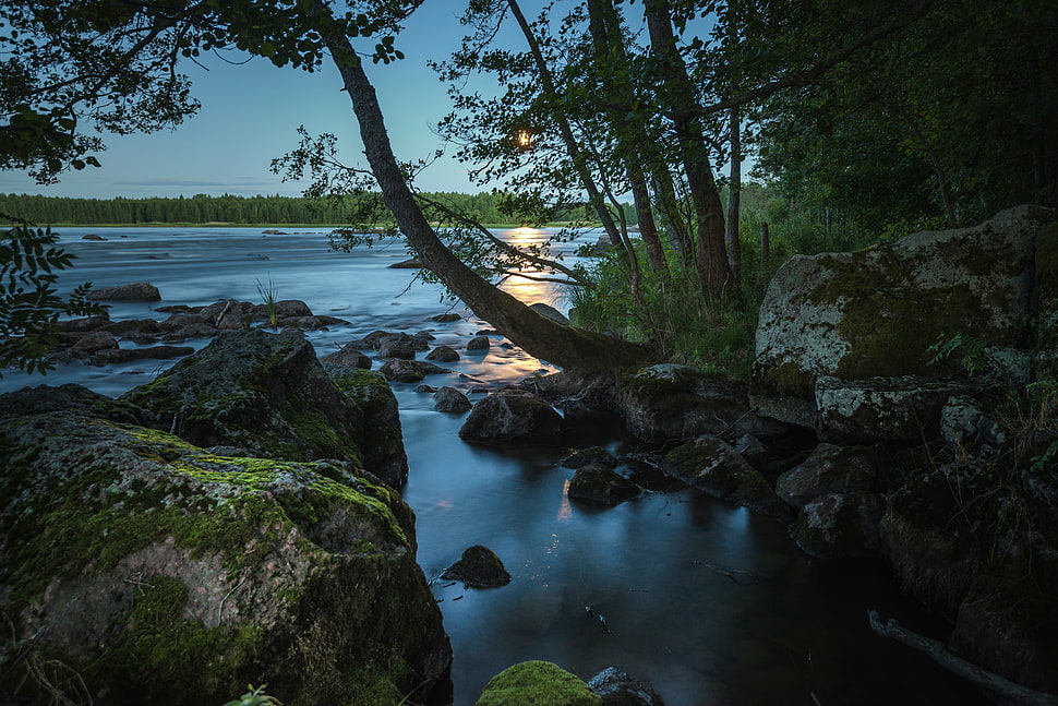 shallow focus photography of body of water surrounded of forest during sunset HD wallpaper