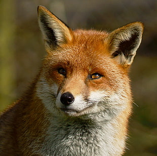 closeup photo of Red Fox