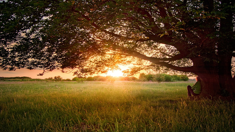 green leaves tree photography during sunset HD wallpaper