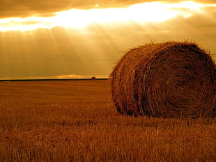 hays, hay, field, farm, sunlight HD wallpaper