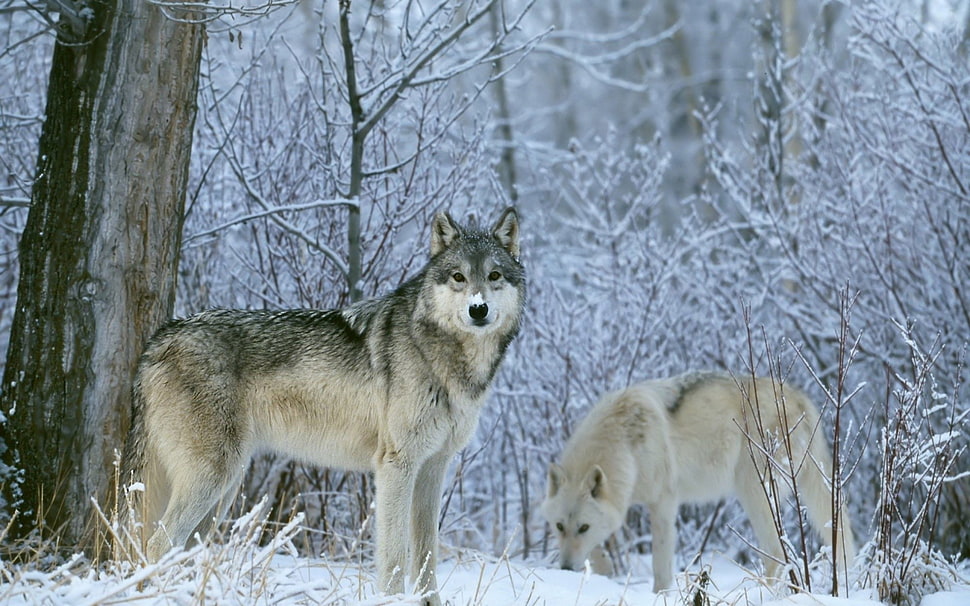 two wolves on snow field HD wallpaper
