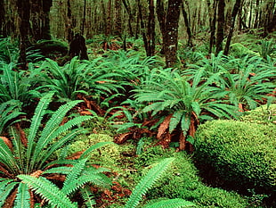 green fern plants on mossy terrain inside forest photo HD wallpaper