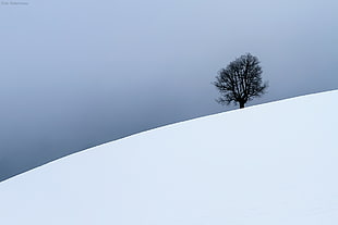 gray tree on snowcap mountain