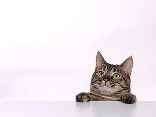 tabby cat paws on white surface-top HD wallpaper